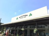 美味しいコーヒーが飲める!又吉コーヒー園(旧沖縄かぐや姫)キャンプ場情報